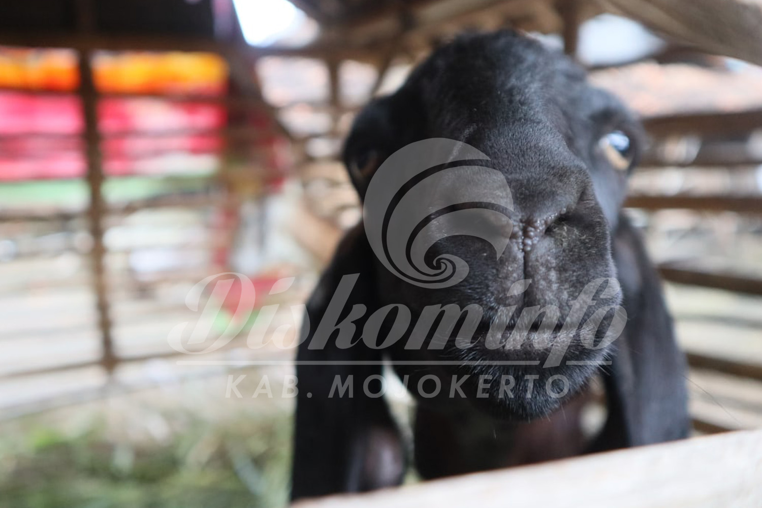 PMK Jangkiti 5 Kambing di Kabupaten Mojokerto, Sementara Sapi Sembuh Naik 178 Ekor