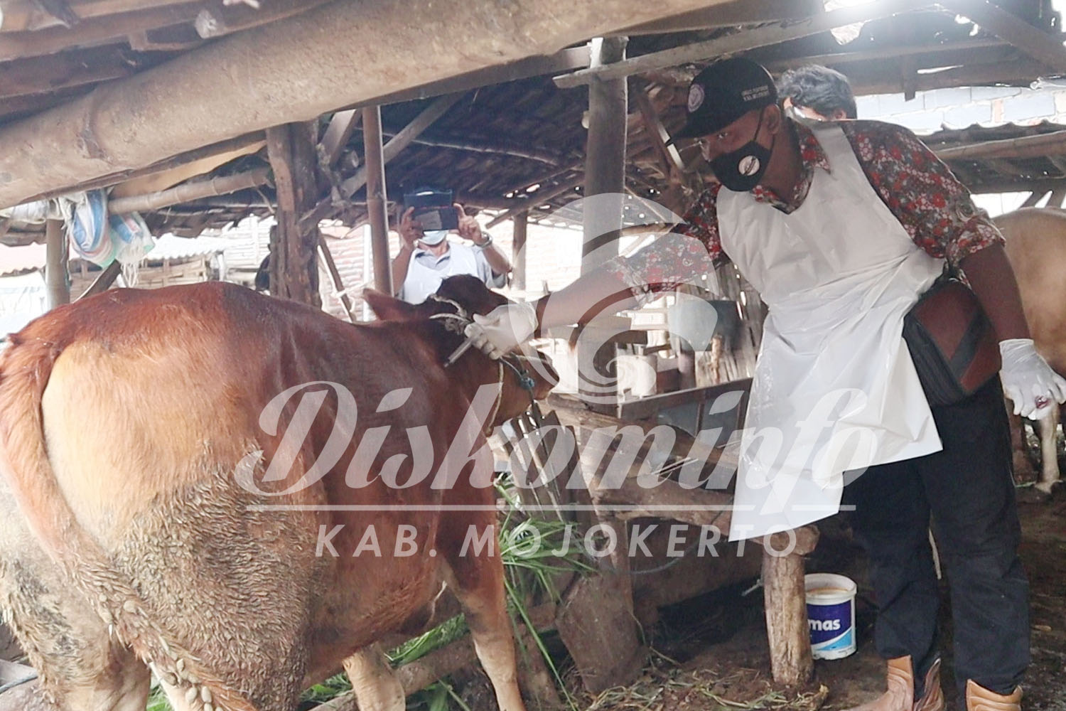 1.672 Kasus PMK di Mojokerto, 437 Sapi Sembuh, 26 di Antaranya Mati